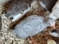Lavendel — foto 2