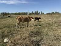 گاو ماده, Latvian Blue cattle — عکس 3