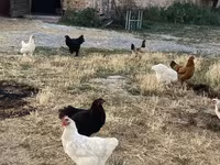 Chickens — foto 3