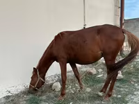 اسب نر, Karabakh horse — عکس 5