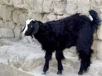 ፍየል, Goats — ፎቶ 4