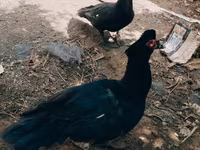 Ducks — foto 6