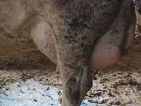 Vacă, Bovine — foto 3