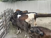 Бух, Russian Black pied cattle — 5 зураг