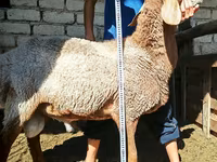 Montone, Arashan sheep — foto 3