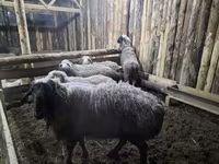 مینڈھا, بھیڑیں — تصویر 4
