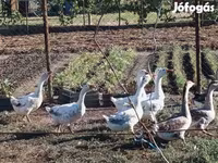 Geese — foto 4