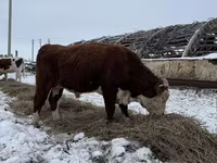 Toro, Vaca kazaja de cabeza blanca — foto 4