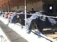 Bovini (lotto, sesso non specificato), Aberdeen Angus — foto 1