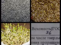 Семена клевера Люцерны И Эспарцета высшего качество оригинальные! Не — عکس 2