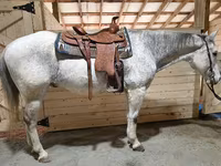 수말, Quarter Horse — 사진 2