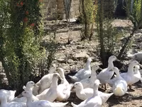 Ducks — عکس 1