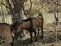 Koza, Alpine goat — zdjęcie 8