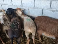 میش, گوسفند — عکس 2