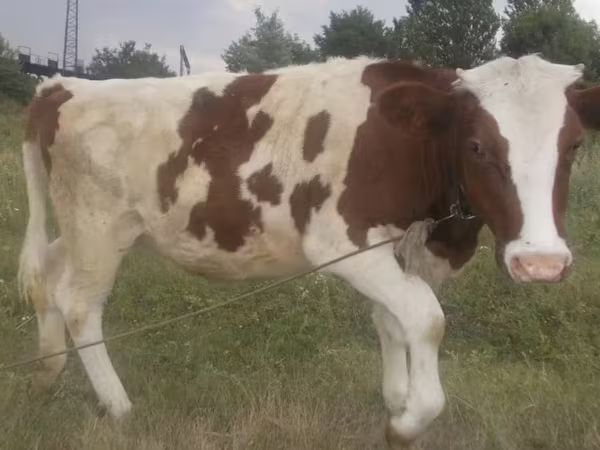 Krava, Swiss cattle