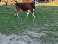 گاو ماده, گاو سفیدسر قزاقستانی — عکس 1