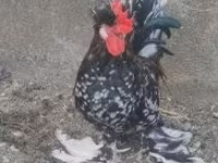 Chickens — الصورة 6