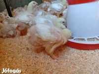Chickens — รูปภาพ 2