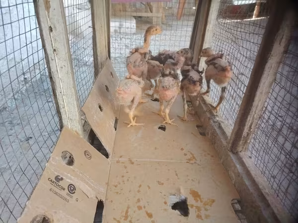 Chickens