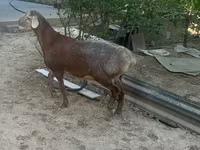 Montone, Arashan sheep — foto 6
