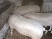 خنزير ذكر, الخنازير — الصورة 2