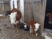Lembu ternakan (lot, jantina tidak dinyatakan), Kazakh White-headed cow — foto 7
