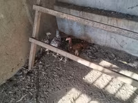 Chickens — รูปภาพ 1