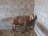 Widder, Arashan sheep — Foto 4
