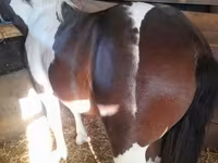 Hingst, Heste — foto 5