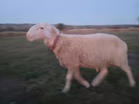 Bagge, Assaf sheep — foto 5