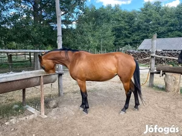 فرس, Nonius horse