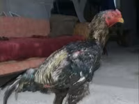 Chickens — รูปภาพ 2