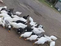Ducks — عکس 2