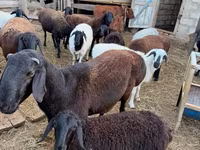 Ram, Hissar sheep — foto 5