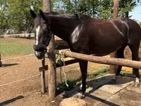 Faras dhaddig, Nonius horse — sawirka 1