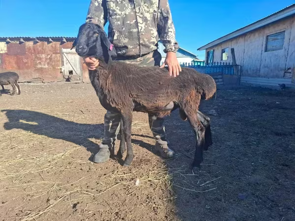 Kambing jantan, Sheep