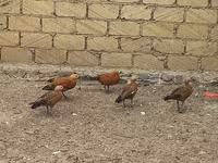 Guinea fowl — zdjęcie 1