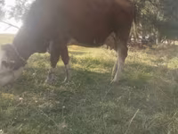 วัวตัวเมีย, Simmental cattle — รูปภาพ 2