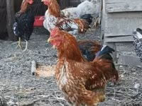 Chickens — 照片 3