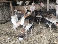 Turkeys — foto 3