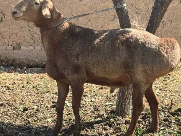 Vædder, Arashan sheep