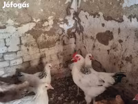 Chickens — عکس 3
