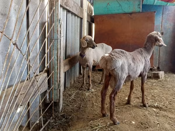 በግ, Sheep