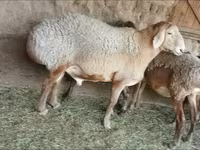 মেষী, ভেড়া — ছবি 2