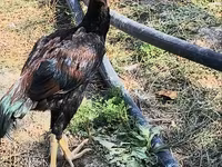 Chickens — foto 2