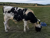 Bull, Holstein breed — photo 2