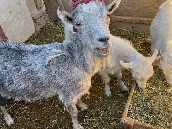 بز ماده, Saanen goat