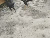 Chickens — foto 1