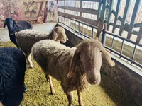 Oveja, Arashan sheep — foto 1