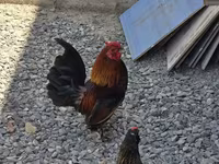Chickens — fotografija 4